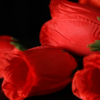The Rose 2.0