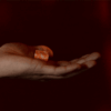 icandy